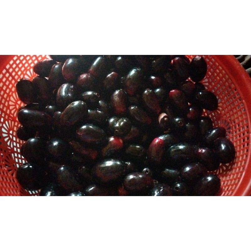 

anggur Jawa ready banyak 1 kg 20.000