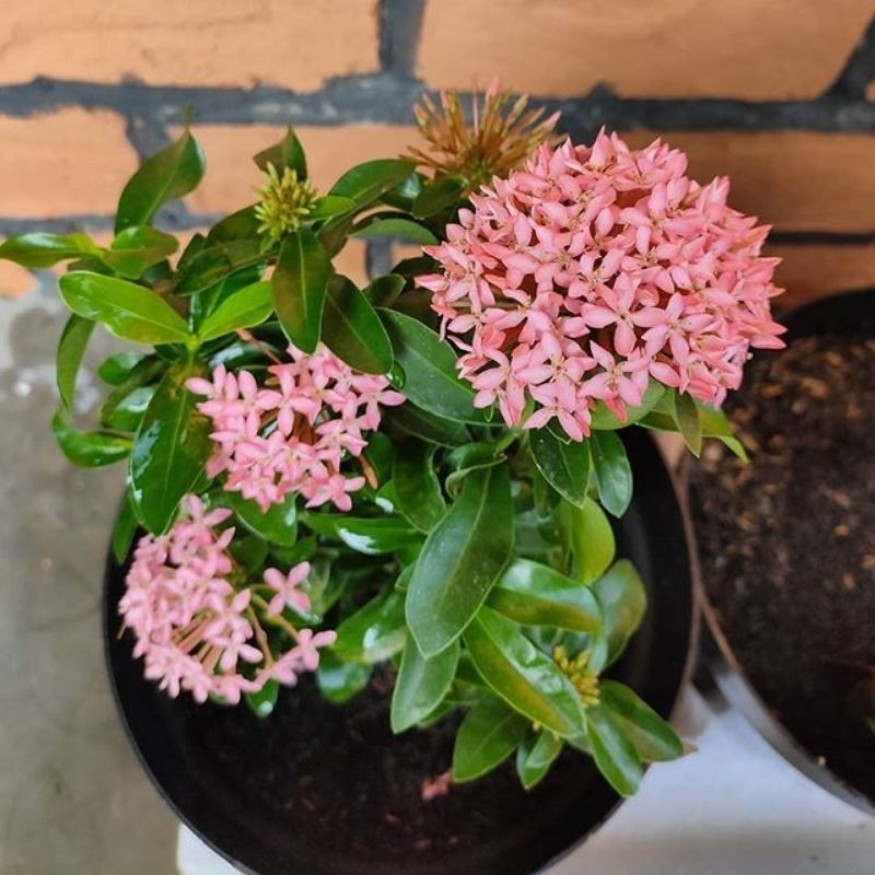 Promo COD tanaman hias asoka jambon bunga pink - asoka jambon - bibit asoka jambon - Asoka mikro bun