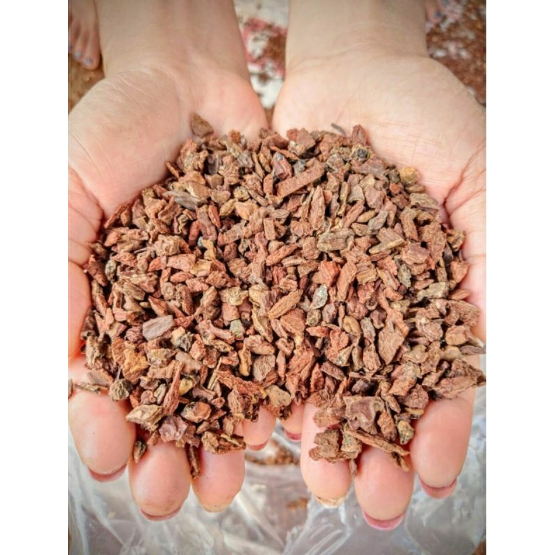 Kulit pinus//pine bark