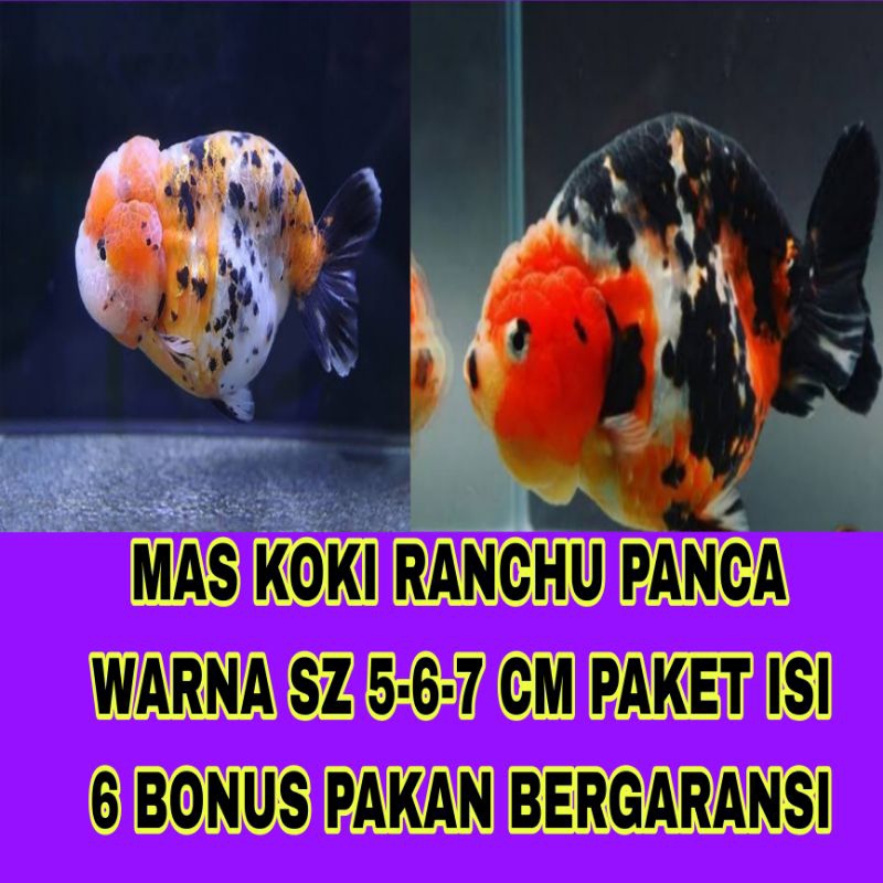 HIASAN AQUARIUM GOLDFISH RANCHU PANCA WARNA ISI 6 BONUS PAKAN BERGARANSI