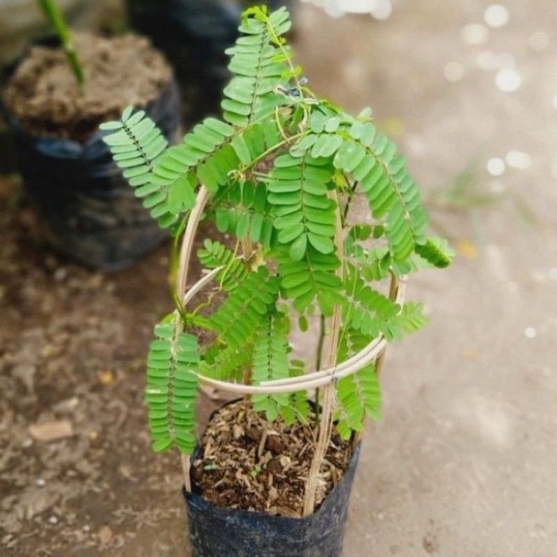 Pohon Saga Herbal - Tanaman Herbal Daun Saga