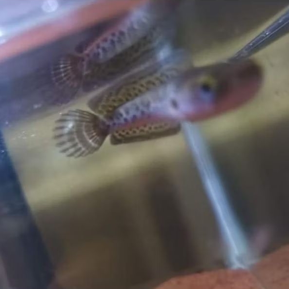 chana auranti baby calon dorsal polos