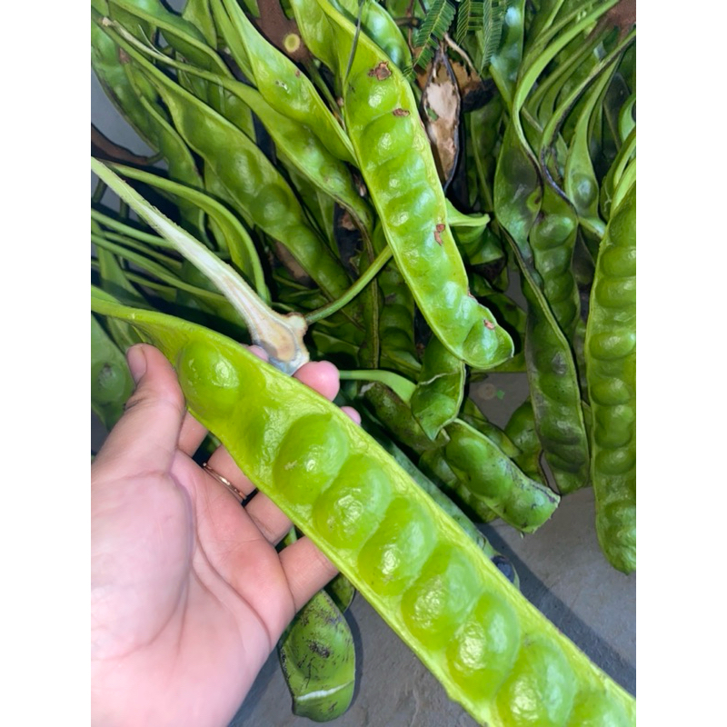 

Pete // Pete Segar // Petai // 1 Lonjor // Random