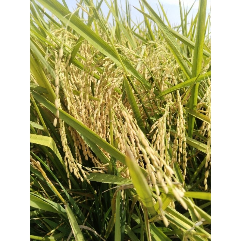 

Bibit Benih padi Hibrida Beruang bobot 1 kg