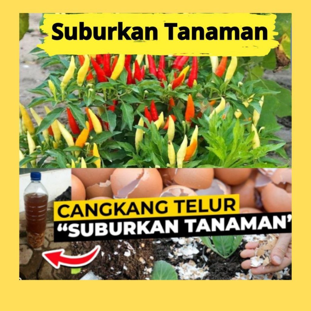 BARANG SUPER.. Tepung Halus Cangkang Telur