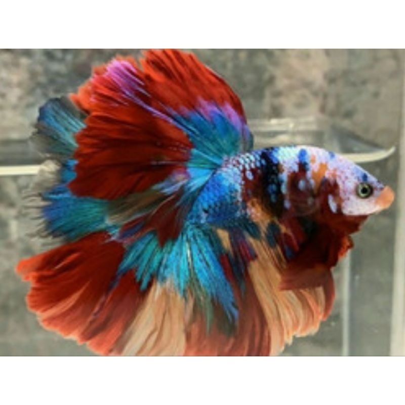 HALFMOON MULTICOLOR HIASAN AQUARIUM