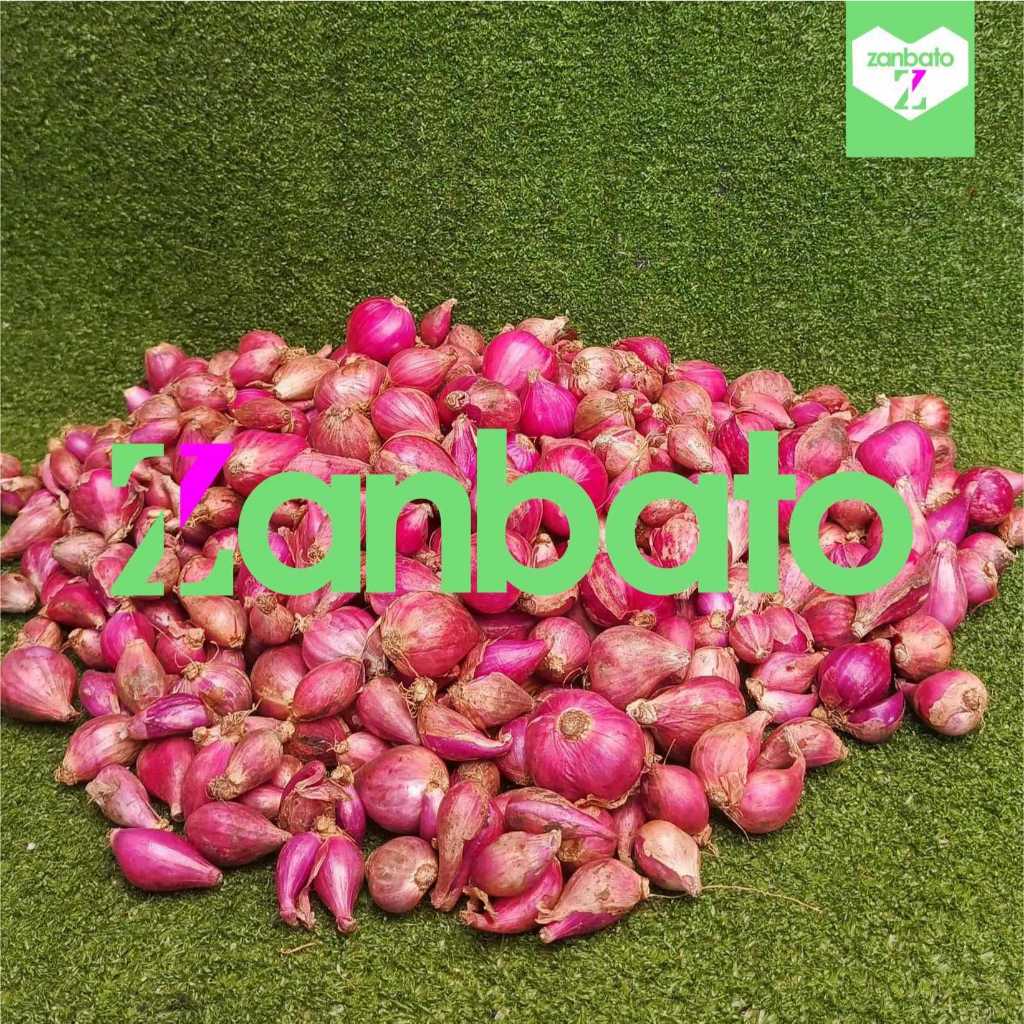 

Bawang Mearah Jawa Sedang