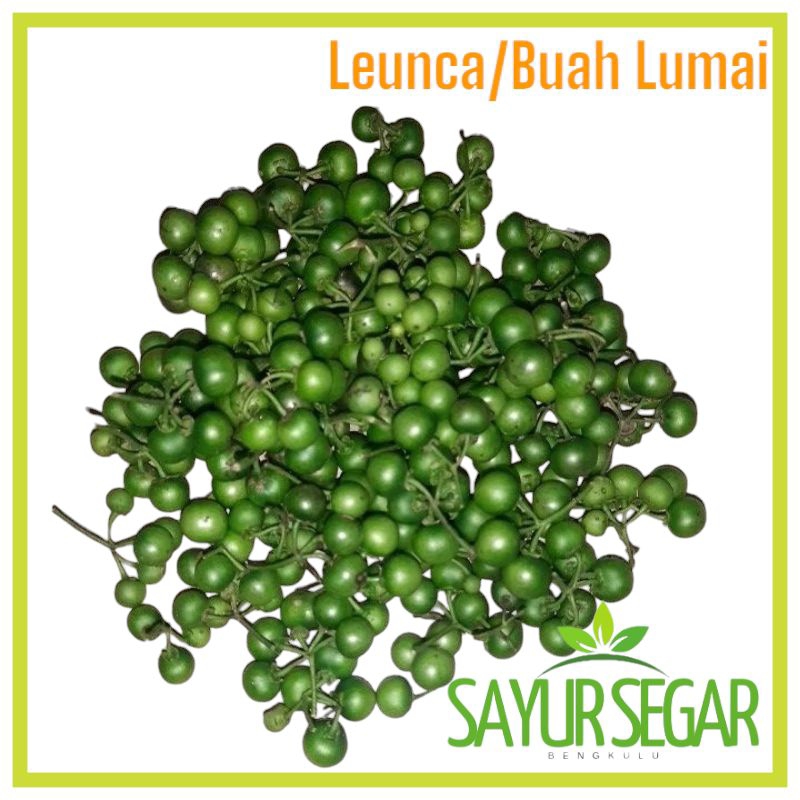 

Buah Leunca/Buah Lumai