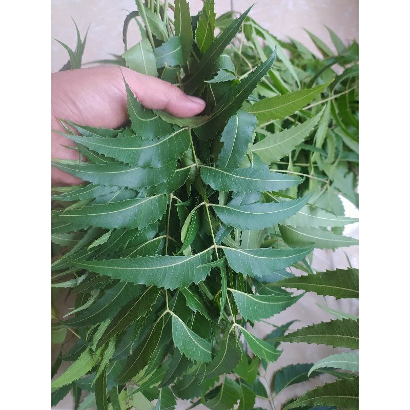 

Daun Mimba Segar Obat Herbal - Kemasan 1kg