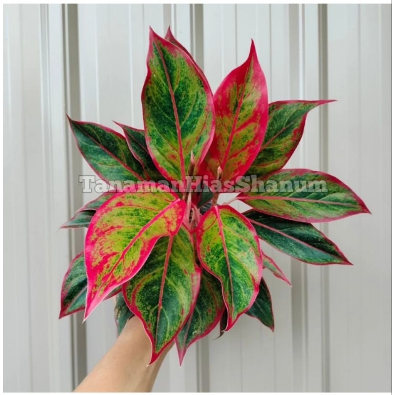 tanaman hias aglaonema lipstick - aglonema lipstik - aglaonema Siam jade aurora