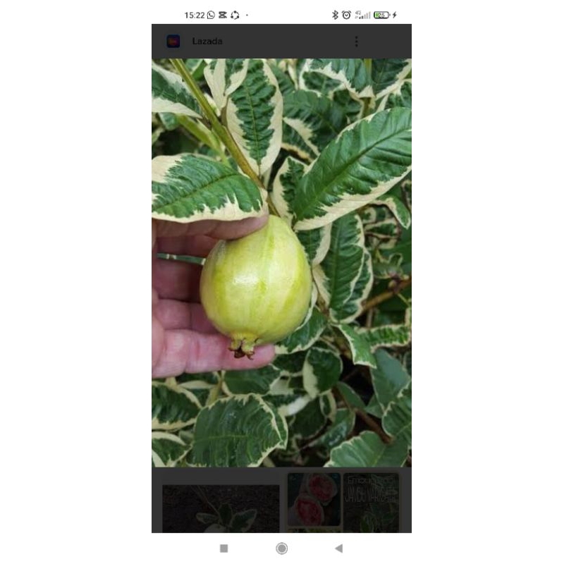 

bibit jambu cristal varigata