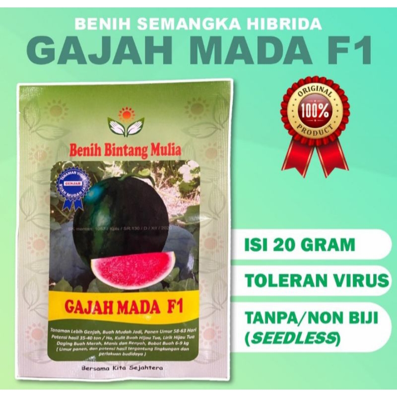 

Benih semangka hibrida non biji / seedless GAJAH MADA dari Benih Bintang Mulia genjah merah dan manis