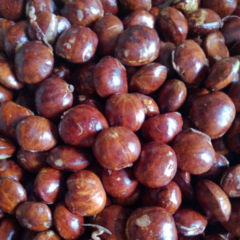 

Jengkol full tua 1kg asli jengkol kulon banten