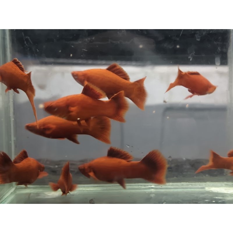 albino bloodred lowfine swordtail aksesoris aquarium