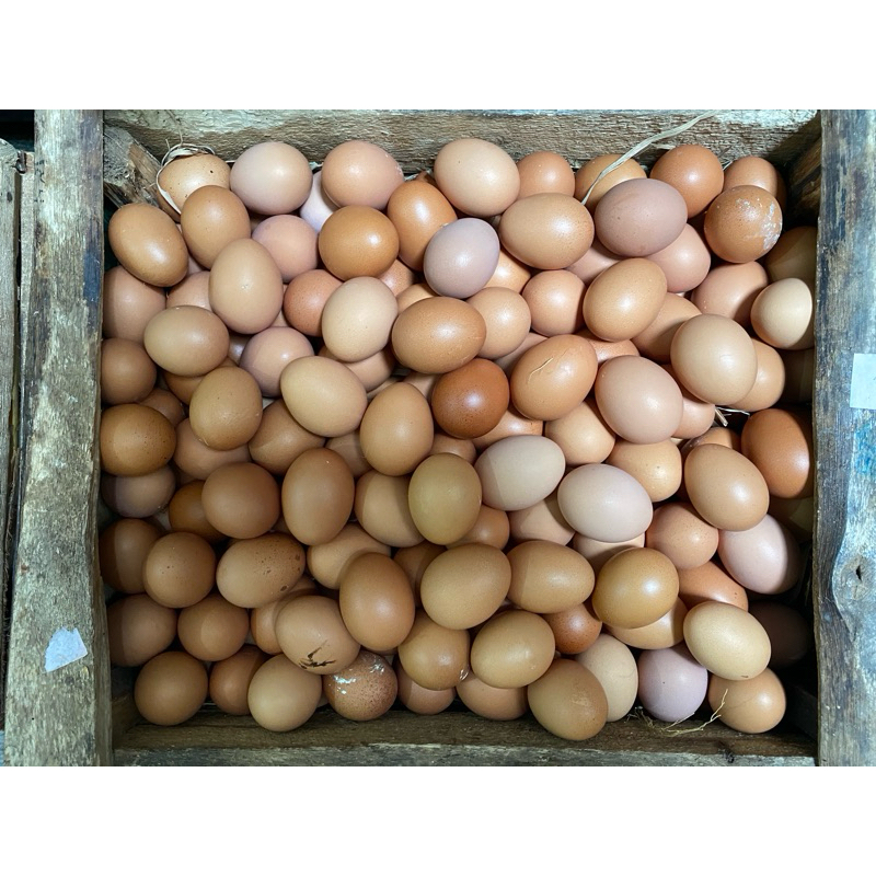 

Telur Ayam Negeri / Telur Horn Surabaya