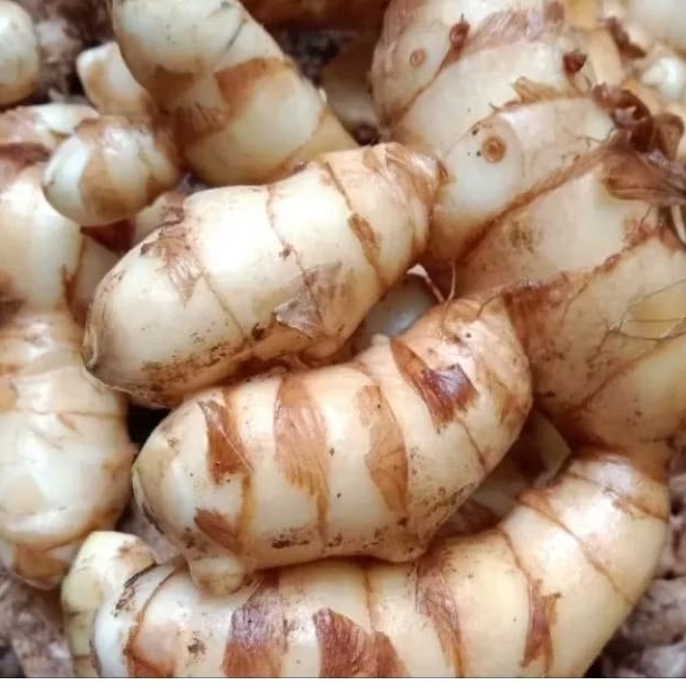 

KUNYIT PUTIH 250 GRAM SEGAR