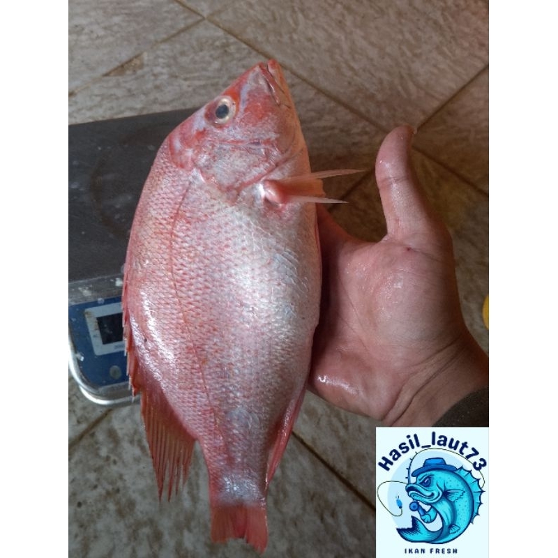 

Ikan laut kakap merah Segar / ikan red snapper