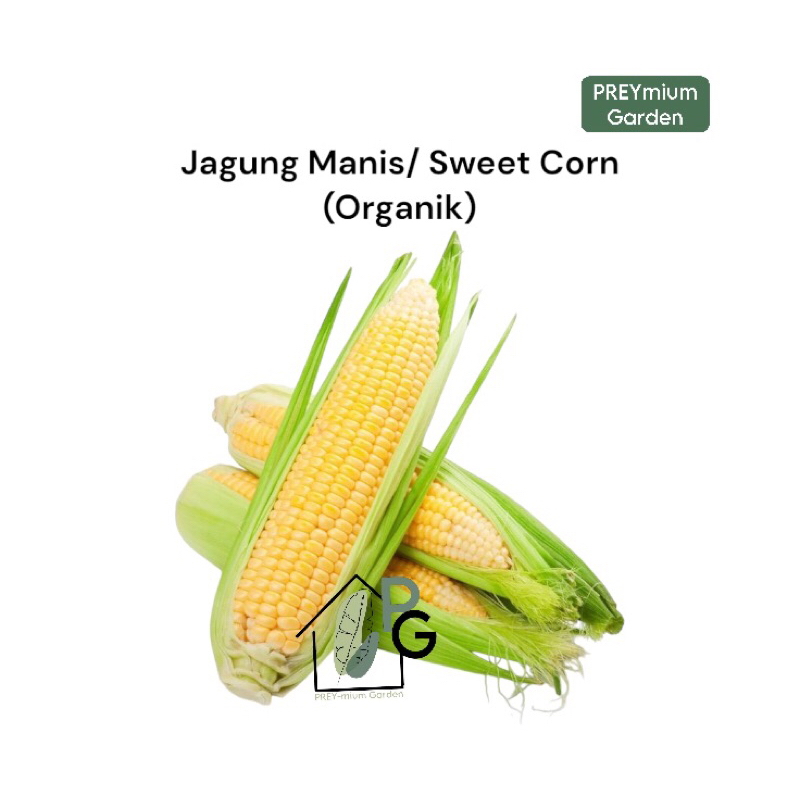 

-PG- Jagung Manis Organik / Sweet corn Organic by Preymium Garden