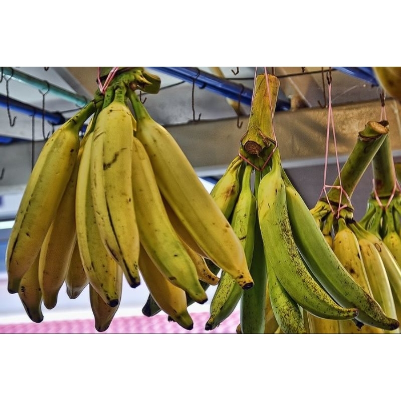 

pisang tanduk per pcs