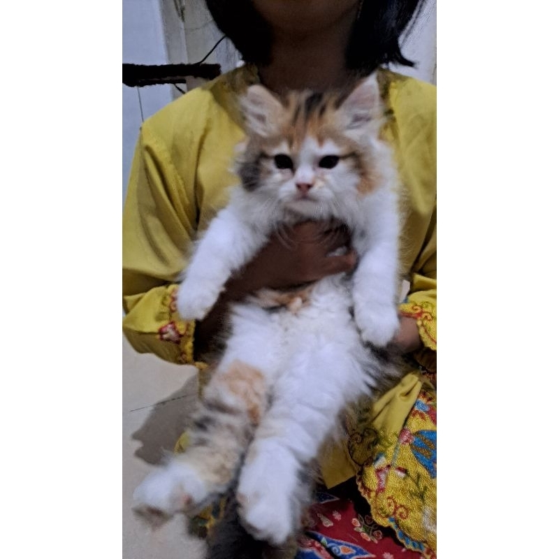 Anak kucing anggora/kitten Persia flatnose/kitten Persia flatnose  /kucing Persia betina/anakan kuci
