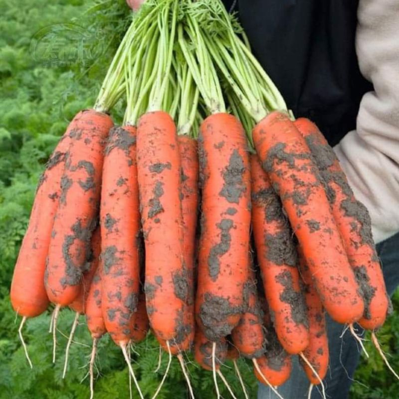 

Wortel Brastagi 1 Kilogram