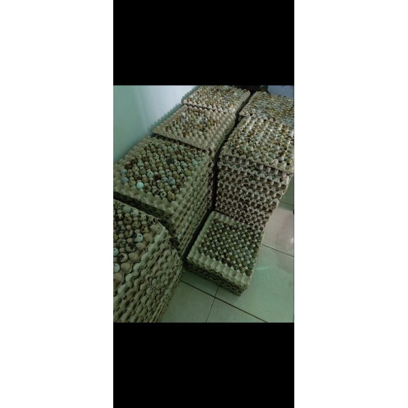 

TELUR PUYUH FREES DARI KANDANG 1Kg
