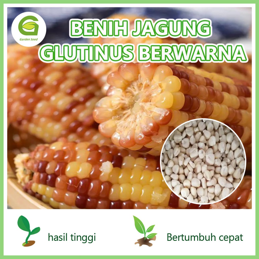 10 Benih Jagung dua warna RASANYA F1,biji benih tanaman Jagung ketan Manis Warna Warni isi