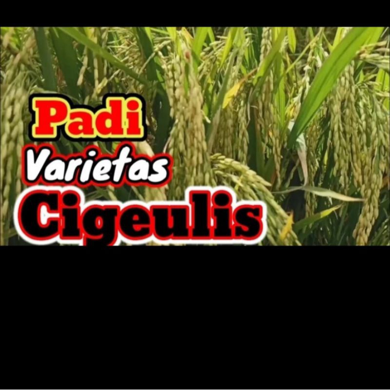 Benih padi Cigeulis bibit berkualitas 1kg