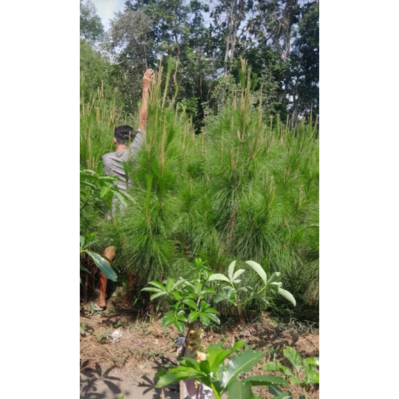 Pohon hias Cemara pinus tinggi 2meter