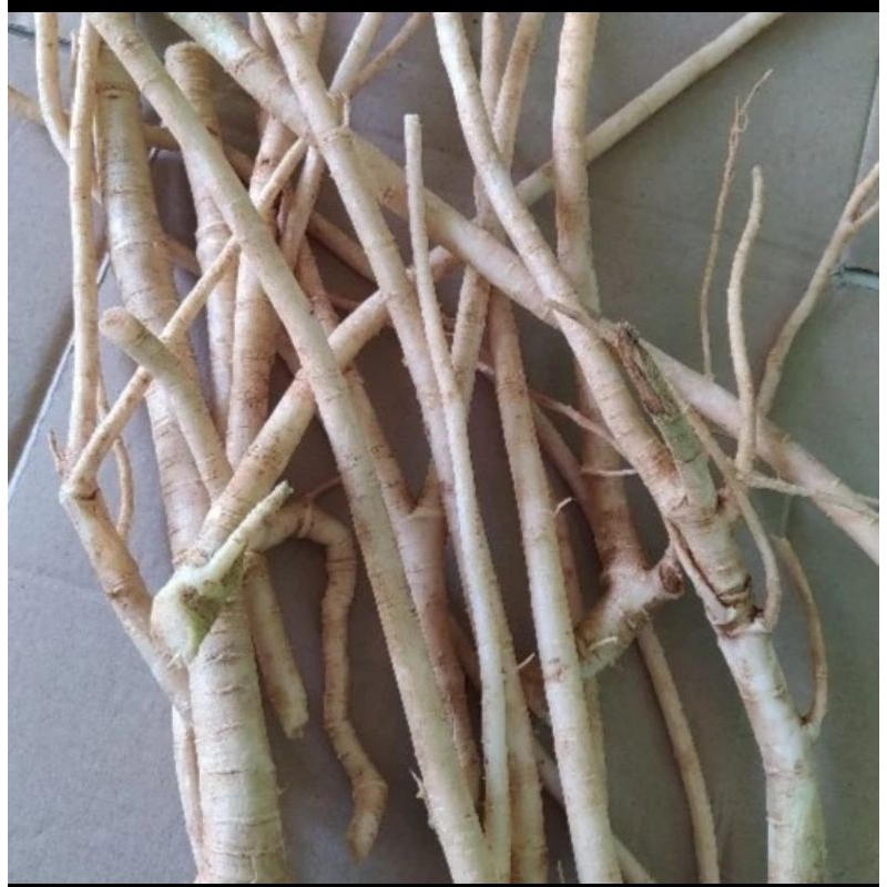 

akar pepaya segar 1kg