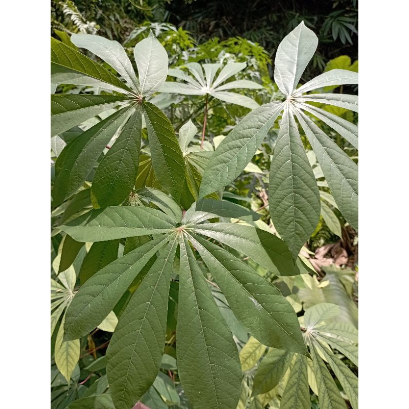 DAUN SINGKONG/DAUN SINGKONG SEGAR/SAYUR SINGKONG/TANAMAN SINGKONG/SAYURAN HERBAL/TANAMAN HERBAL