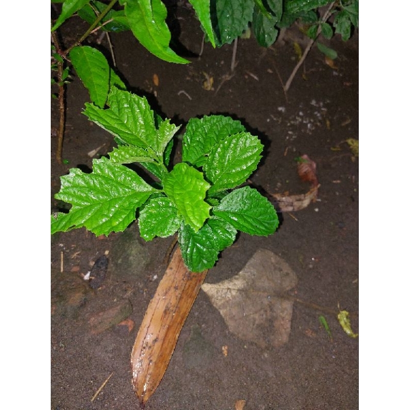 

Daun kejie beling atau kecie beling 250gram