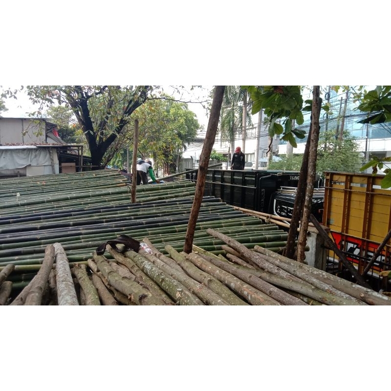 Bambu steger uk.8/9 panjang 6meter