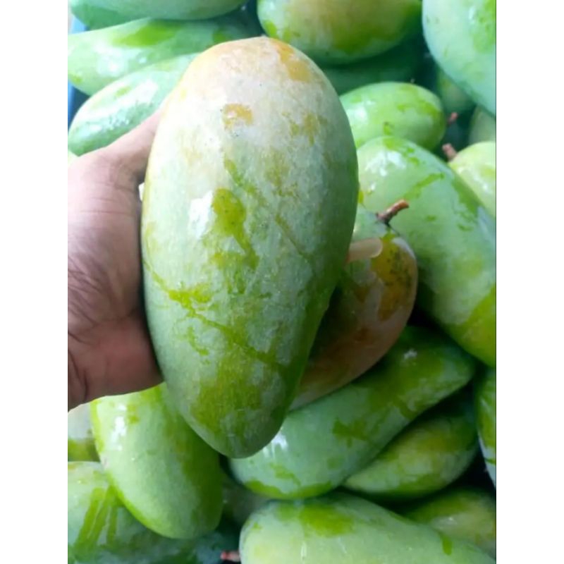 

Mangga Kiojay Thailand Manis