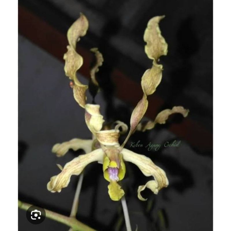 Anggrek Dendro Discolor Tanimbar