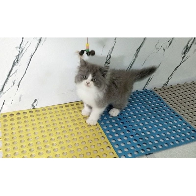 Kitten Persia flatnose
