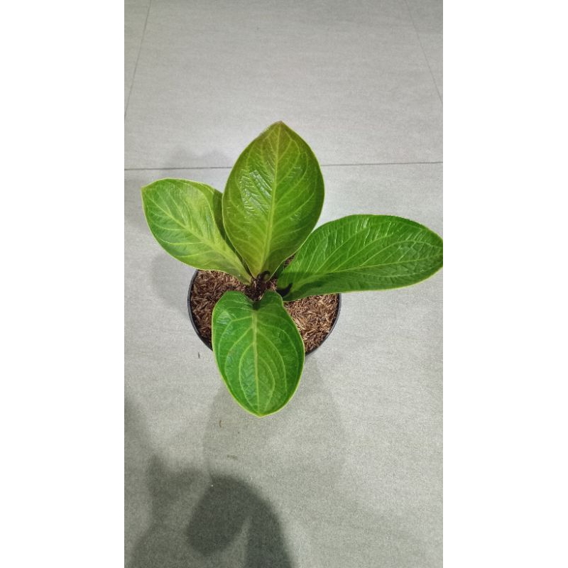 anthurium jemani mangkok tornado