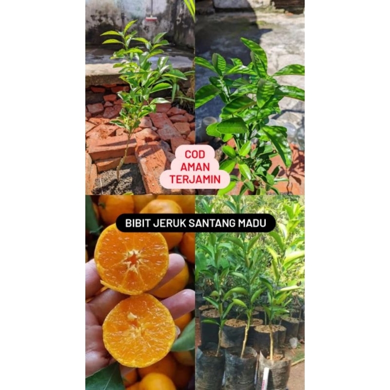 

Bibit Jeruk Santang Madu Cepat Berbuah Tanaman Hasil Okulasi Unggul