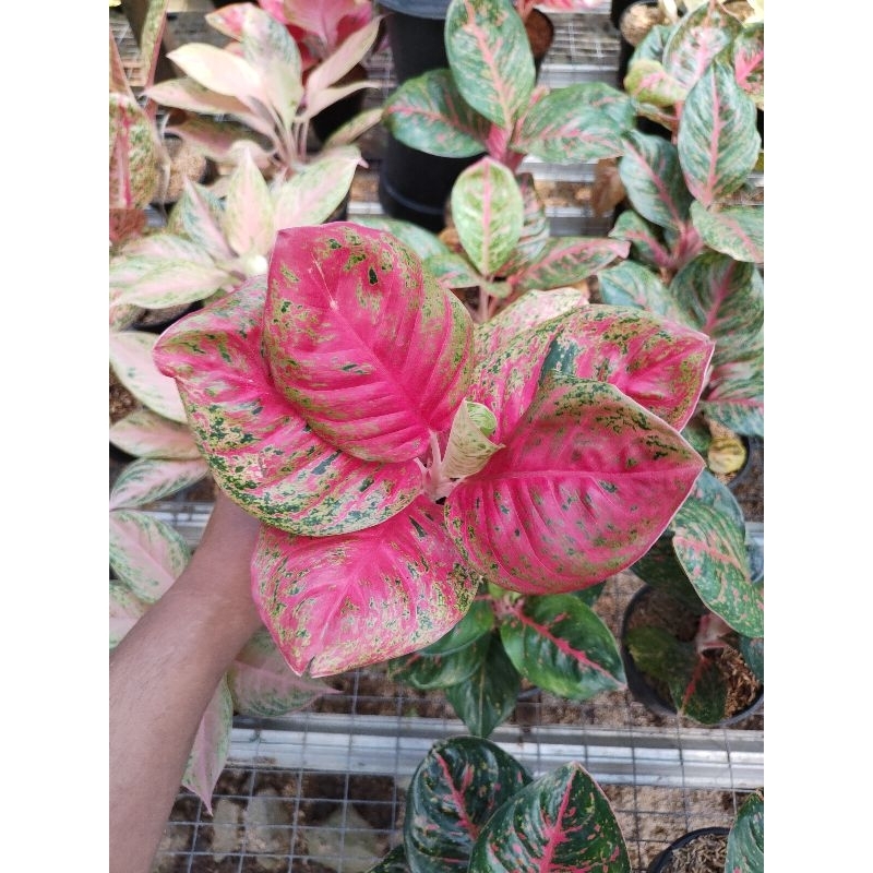 aglaonema wulandari