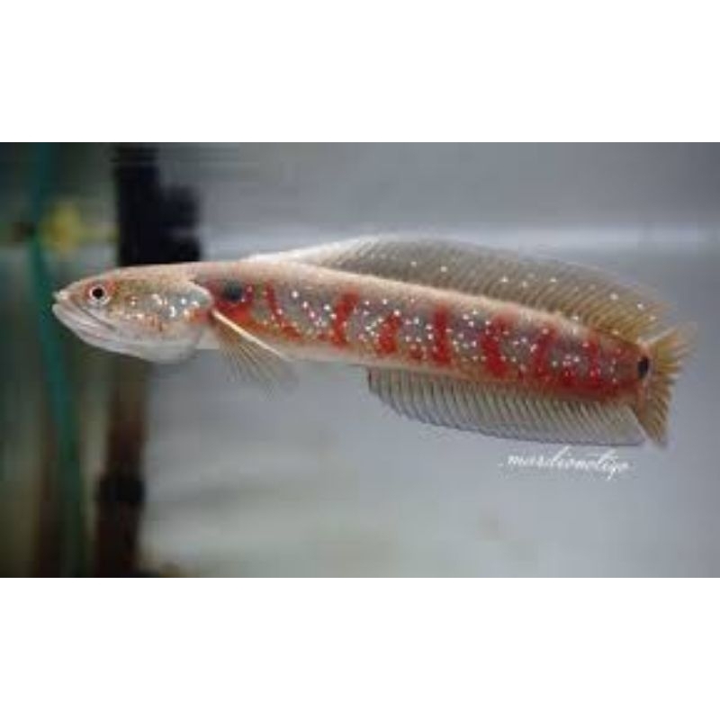 chana ASIATICA RS bahan baby an red 100%