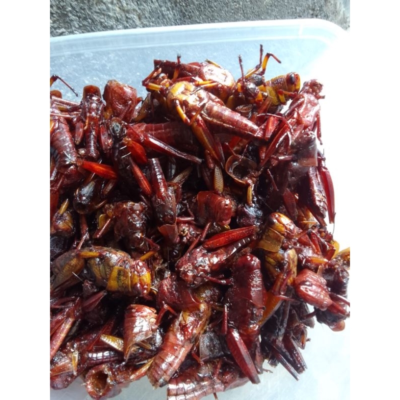 

belalang goreng kayu kemasan box berat 250gr murah