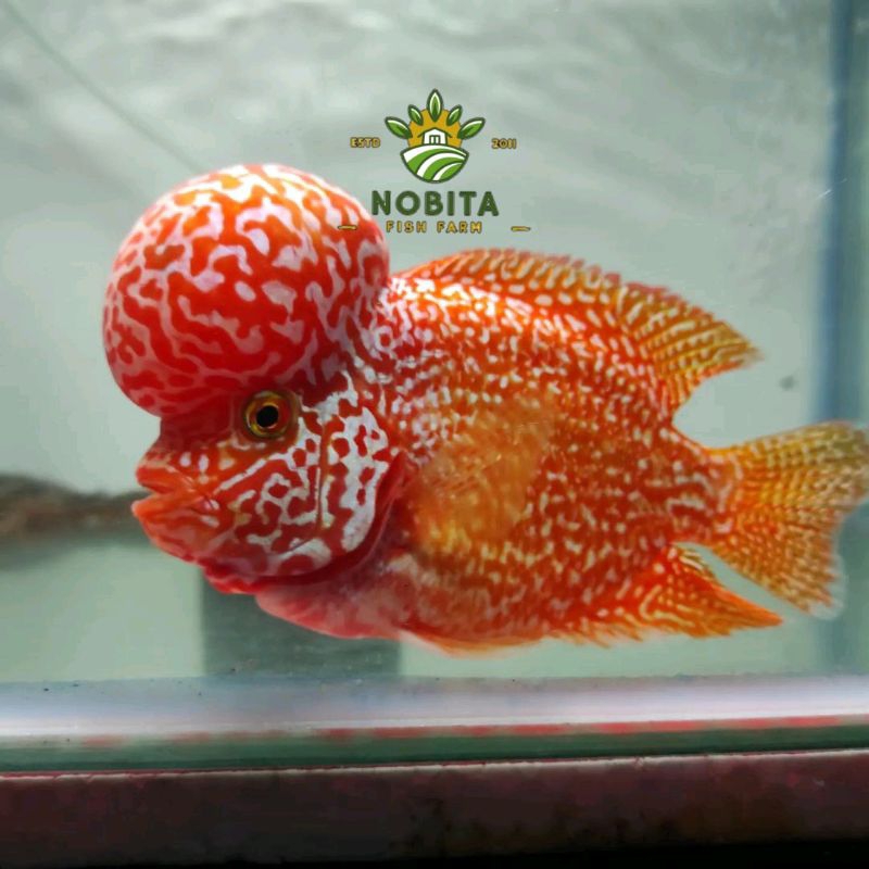 Hiasan taman lohan dekorasi louhan gb golden base berkualitas bergaransi