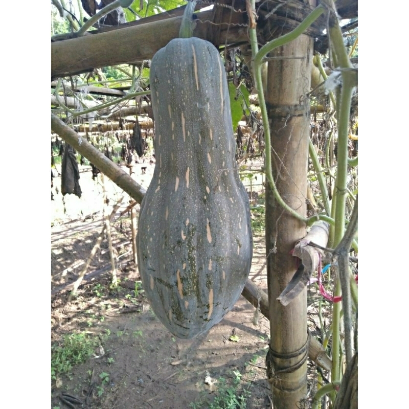 

2 Benih-biji Labu panjang