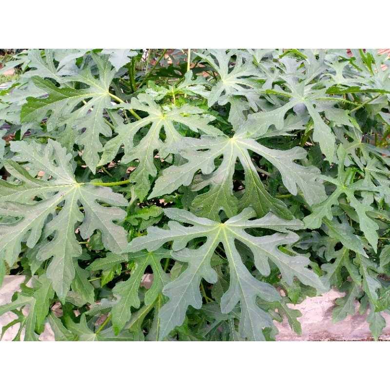 

20 Lebar Daun Singkong Mustajab / Daun Sampeu Mujarab Segar Dipetik Dadakan Langsung Dari Pohonnya