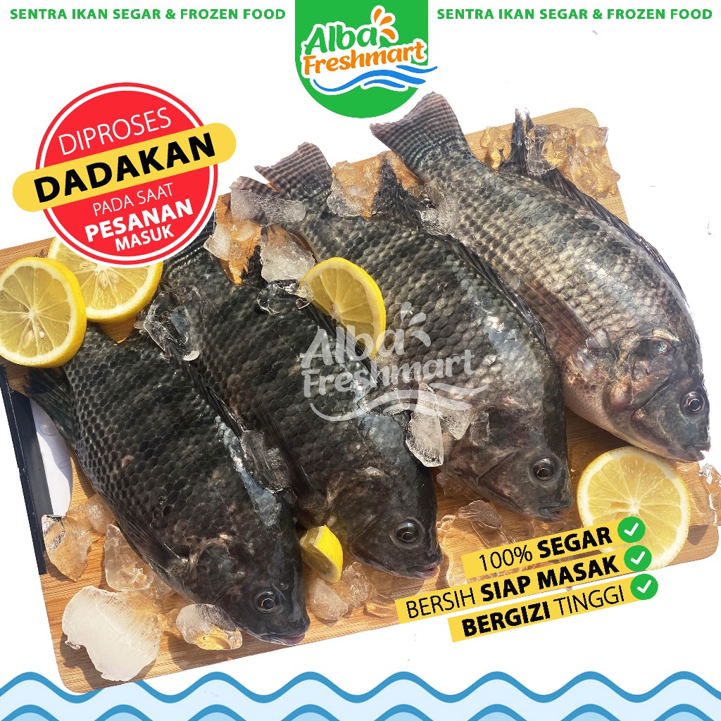 

Ikan NILA HITAM Segar Dadakan 1Kg (GRATIS POTONG) Utuh/Fillet/Steak/BelahPunggung/Marinasi