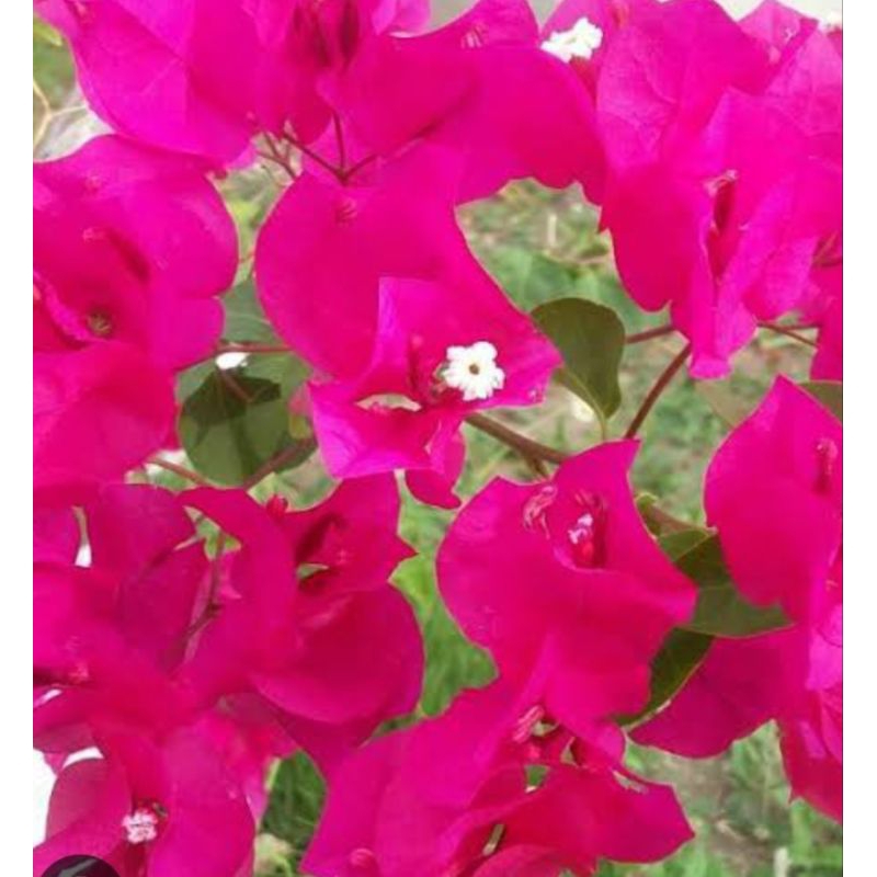 tanaman bugenvil lokal pink, orange