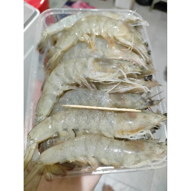 

UDANG segar 500grm