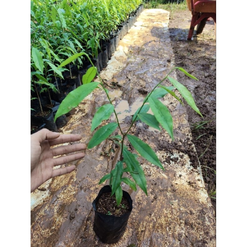 Bibit pohon gaharu malacensis - pohon kayu gaharu