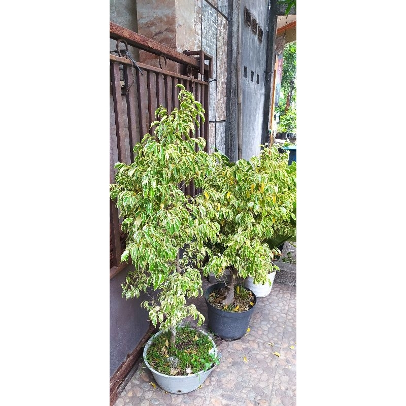 BONSAI TAMAN BERINGIN PUTIH JUMBO