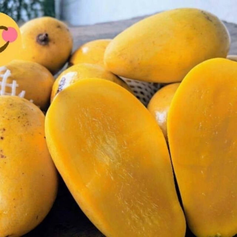 

mangga cokanan bercabang sudah pernah berbuah